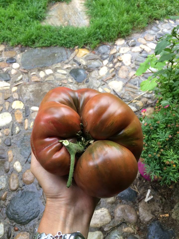 Atelier de semis - spécial tomates!