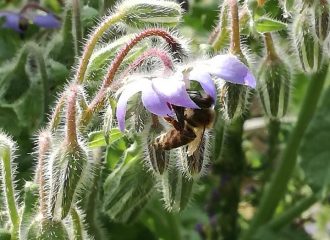 bourrache-abeille