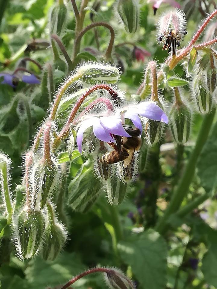 bourrache-abeille